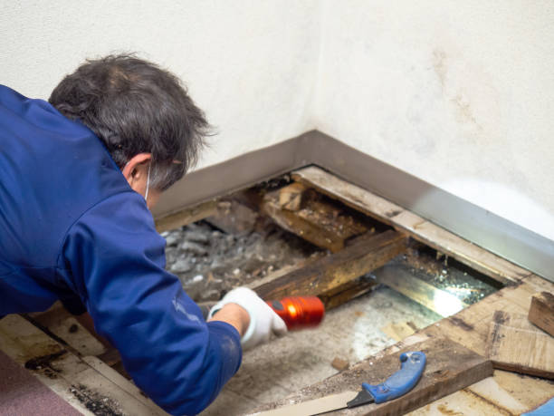 Best Residential Mold Removal  in Dewey, OK