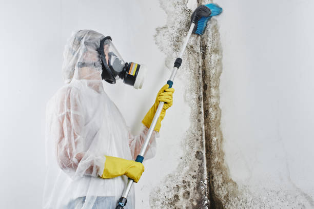 Best Toxic Mold Removal  in Dewey, OK