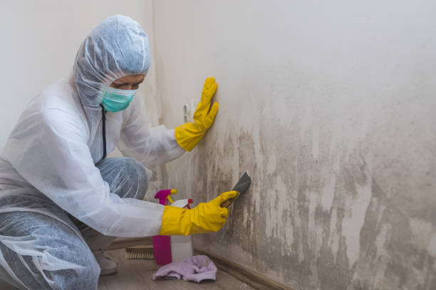 Best Office Mold Removal Services  in Dewey, OK