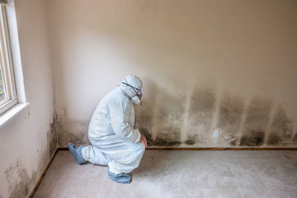 Best Attic Mold Removal  in Dewey, OK