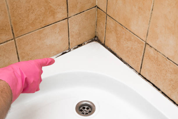 Best Mold Removal Company Near Me  in Dewey, OK